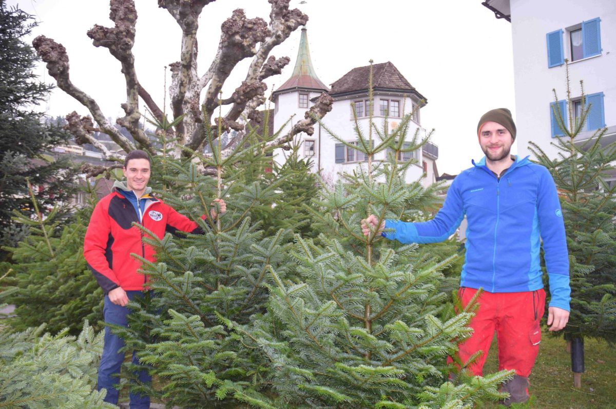 Christbaumverkauf 2024